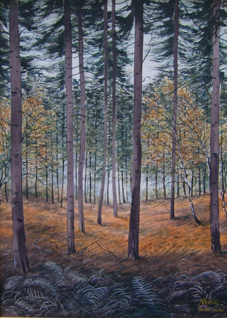 Pine Forest Wicklow - Green Gallery